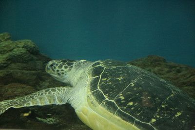 開一家水族館需要準備什么東西（開一家水族館需要準備什么？） 水族館百科（水族館加盟） 第4張