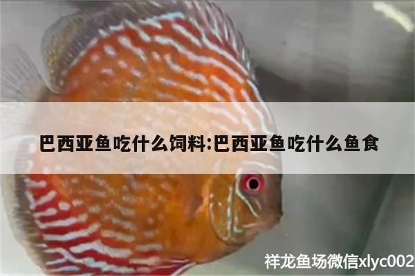 跟龍魚混養(yǎng)的魚（龍魚與其他魚類混養(yǎng)的可行性與注意事項(xiàng)） 水族問(wèn)答 第1張