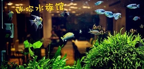 水族館招工（關于水族館招工的詳細信息） 水族館百科（水族館加盟） 第4張