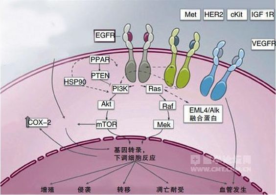 燕窩對(duì)抗衰老效果的研究（燕窩對(duì)抗衰老的作用機(jī)制） 馬來(lái)西亞燕窩 第2張