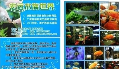 水族館常賣的魚（水族館常賣的魚類）