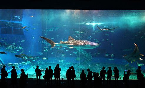 水族館里一般有什么動物圖片（水族館一般有的動物圖片詳情）