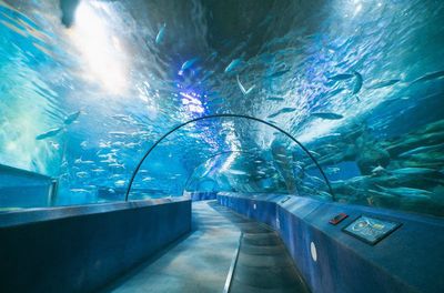 水族館門面圖片（關(guān)于水族館門面圖片的分析）