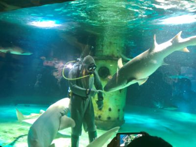 水族館服務(wù)員累嗎（水族館服務(wù)員的職業(yè)晉升路徑） 水族館百科（水族館加盟） 第5張