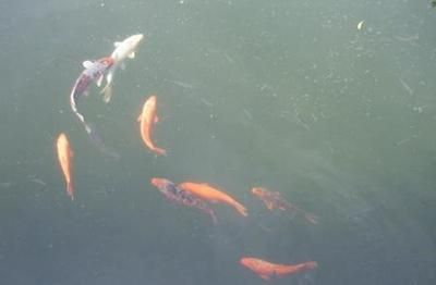 水族館生意怎么樣好做嗎賺錢嗎視頻（上海海洋水族館門票定價策略水族館成功案例有哪些） 水族館百科（水族館加盟） 第4張