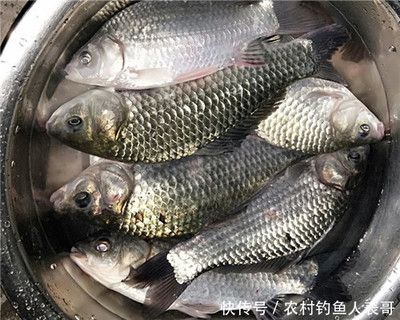 蚌埠金龍魚銷售情況分析圖（蚌埠金龍魚在蚌埠銷售情況分析圖顯示價格下降的趨勢） 水族問答 第2張