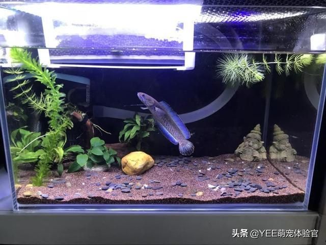 雷龍魚 多大缸（雷龍魚的適宜飼養(yǎng)魚缸尺寸為長50厘米、寬40厘米） 龍魚百科 第2張