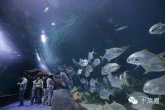 水族館名稱大全圖片（世界著名水族館排名悉尼水族館、新加坡水族館、新加坡水族館） 水族館百科（水族館加盟） 第5張