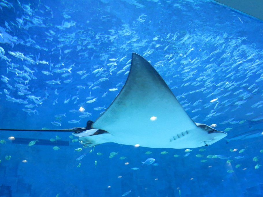 水族館魚類圖譜（關(guān)于水族館魚類圖譜的相關(guān)信息） 水族館百科（水族館加盟） 第5張