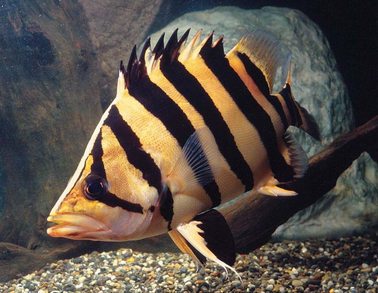 水族館魚類圖譜（關(guān)于水族館魚類圖譜的相關(guān)信息） 水族館百科（水族館加盟） 第4張