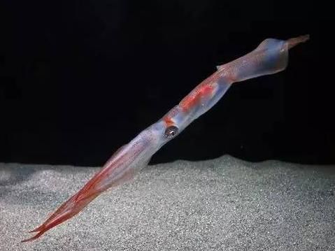 水族館里有什么東西（水族館是一個(gè)展示多種海洋生物的場(chǎng)所）