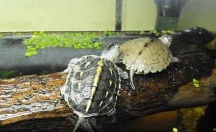 水族館有什么工作可以做（水族館養(yǎng)殖員日常工作流程,水族館生物餌料配制方法）