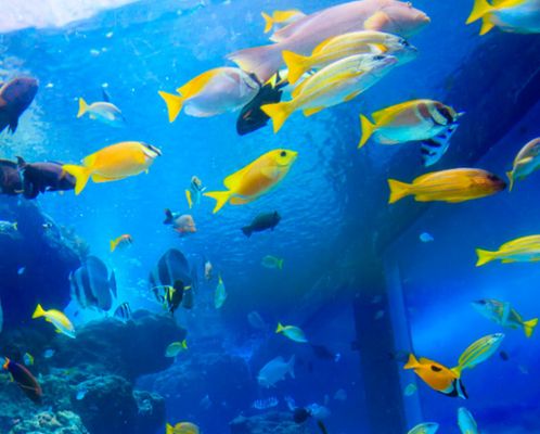 做水族館能賺錢嗎知乎（水族館成本控制技巧） 水族館百科（水族館加盟） 第3張