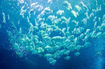 水族館位置（吉隆坡云浮水族館）