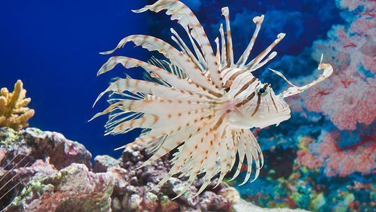 水族館位置（吉隆坡云浮水族館） 水族館百科（水族館加盟） 第4張