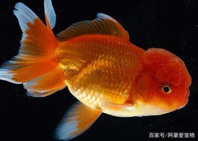 龍魚(yú)是海里的嗎（龍魚(yú)并非海洋生物，而是淡水魚(yú)類(lèi)） 水族問(wèn)答 第2張