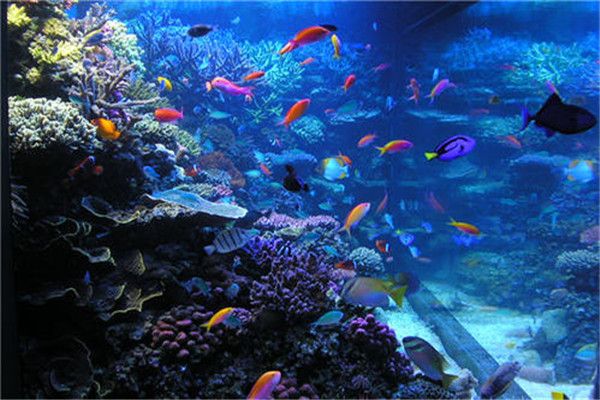 開一間水族館大概要多少錢人民幣（開一間水族館大概要多少錢？） 水族館百科（水族館加盟） 第5張