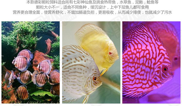 金龍魚成立時間（關(guān)于金龍魚的問題） 水族問答 第2張