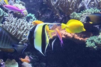 水族館加盟代理怎么樣啊賺錢嗎多少錢（水族館加盟代理是一個(gè)具有潛力的商業(yè)機(jī)會(huì)，水族館營(yíng)銷策略分享） 水族館百科（水族館加盟） 第5張