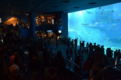 水族館招牌圖片大全大圖（水族館招牌圖片大全） 水族館百科（水族館加盟） 第4張