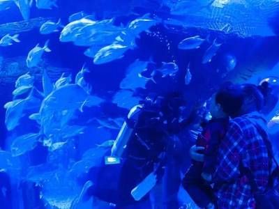 水族館怎么走（上海水族館怎么走詳情）