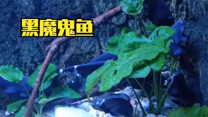 一般水族館都賣些什么魚？（水族館售賣的魚類種類繁多，）