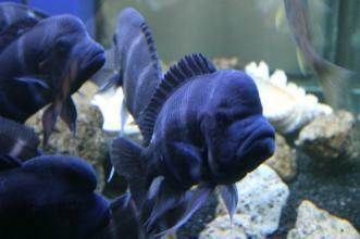 開個水族館賣觀賞魚掙錢嗎（開個水族館賣觀賞魚在滿足條件下是可以掙錢的）