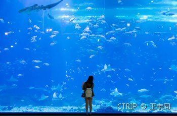 水族館游玩文案（探索海底奧秘，與海洋生物零距離接觸）