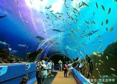 水族館建造費(fèi)用多少錢一平方（水族館建造費(fèi)用具體多少錢一平方） 水族館百科（水族館加盟） 第5張