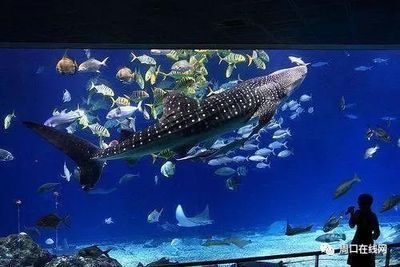 投資一家水族館需要多少錢（開一家水族館的成本是多少？）