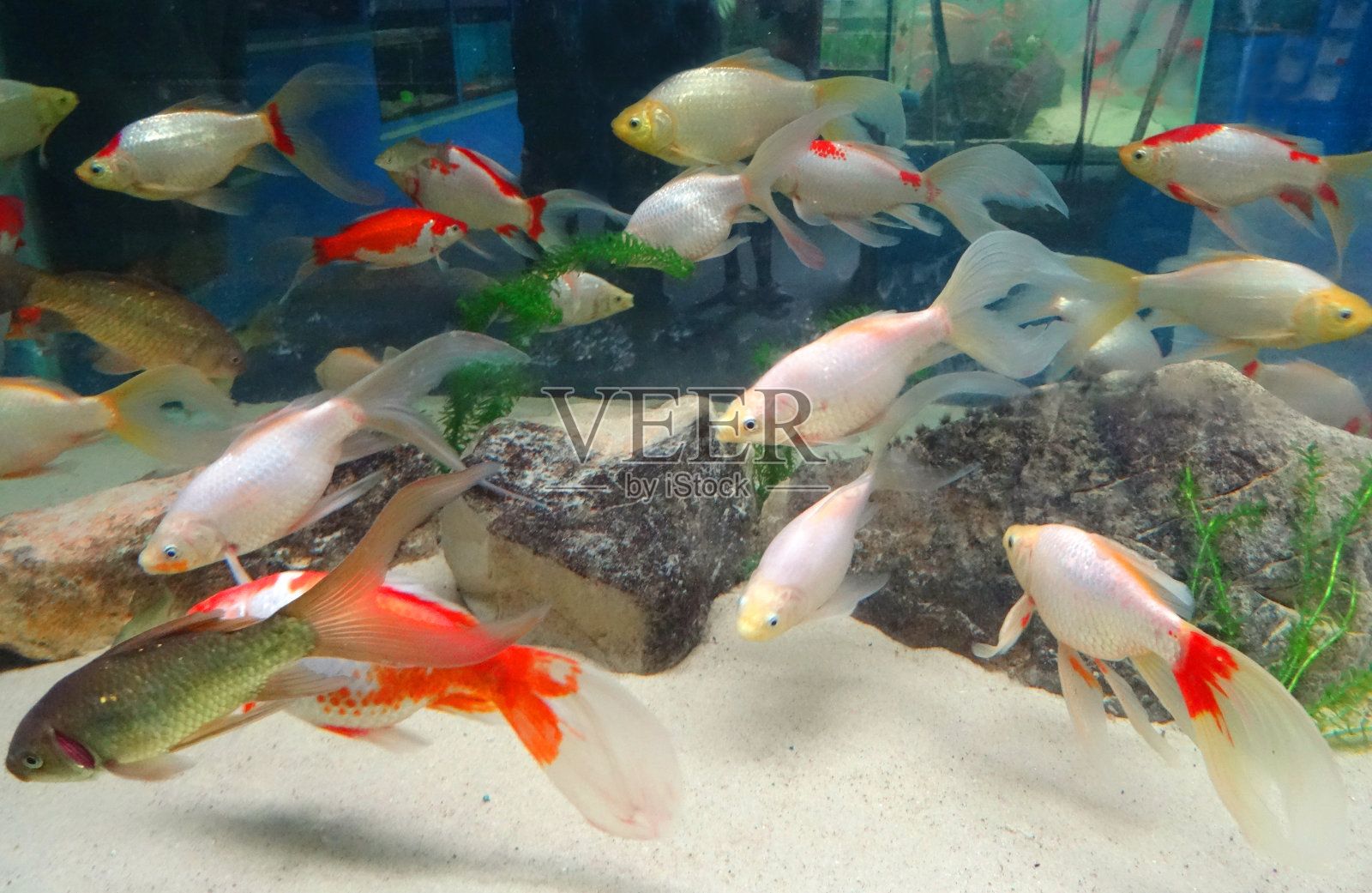 水族館魚缸圖片大全 家里（家庭自制魚缸圖片大全）