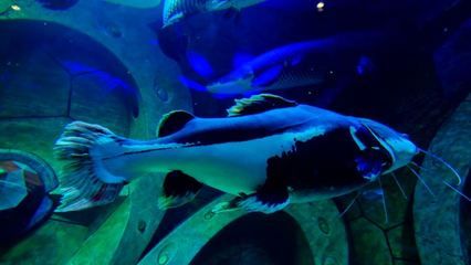 水族館有哪些魚的名字叫什么（水族館中的魚類） 水族館百科（水族館加盟） 第5張