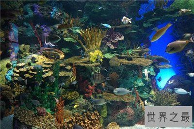 世界十大水族館排名（世界十大水族館排名，上海海洋水族館隧道體驗感受）