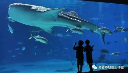 世界十大水族館排名（世界十大水族館排名，上海海洋水族館隧道體驗(yàn)感受） 水族館百科（水族館加盟） 第4張