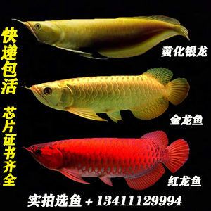 黃化金龍魚（黃化金龍魚的養(yǎng)殖技術及其在水產養(yǎng)殖業(yè)中的應用） 龍魚百科 第5張