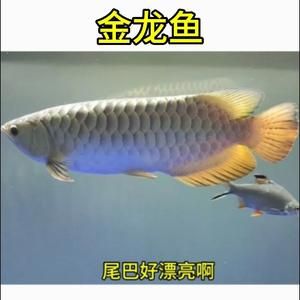 金龍魚頭像（金龍魚頭像與個人品牌建設(shè)的關(guān)系金龍魚頭像與個人形象的關(guān)系） 龍魚百科 第5張