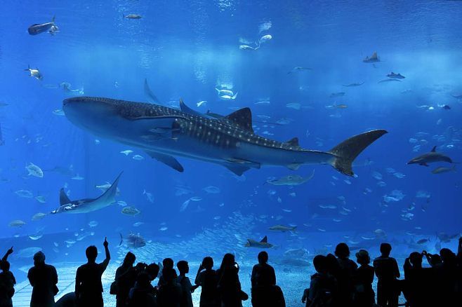 一個水族館多少錢（開設(shè)一個水族館成本的詳細(xì)解析）