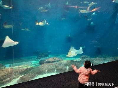 開一個(gè)水族館多少錢人民幣（開一個(gè)水族館的成本可能在10萬至20萬元之間） 水族館百科（水族館加盟） 第5張