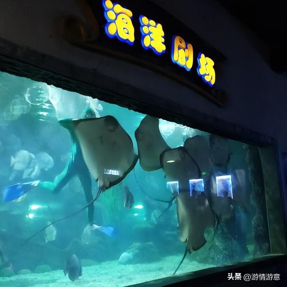 開一個(gè)水族館多少錢人民幣（開一個(gè)水族館的成本可能在10萬至20萬元之間） 水族館百科（水族館加盟） 第4張