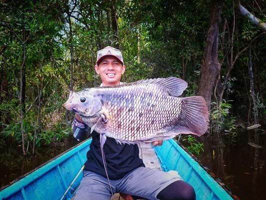 招財戰(zhàn)船魚（招財戰(zhàn)船魚的養(yǎng)殖技術）