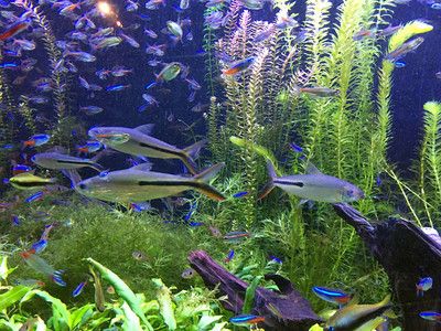 哪個水族館好玩（上海海洋水族館親子活動安排,） 水族館百科（水族館加盟） 第2張