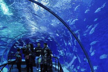 哪個(gè)水族館好玩（上海海洋水族館親子活動(dòng)安排,） 水族館百科（水族館加盟） 第4張