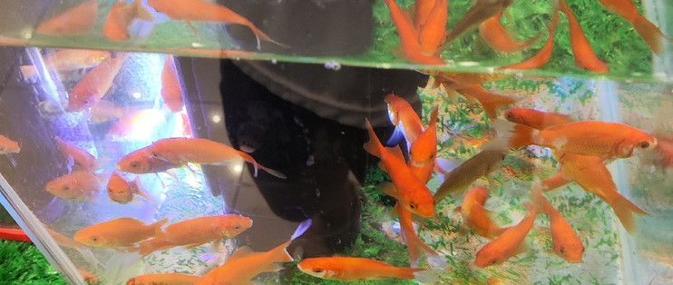 水族館一般都有什么魚(yú)（水族館中常見(jiàn)的幾種魚(yú)類）