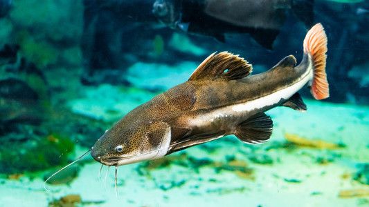 水族館店內(nèi)照片大全（水族館互動體驗項目水族館魚圖片及名字都有哪些常見） 水族館百科（水族館加盟） 第1張