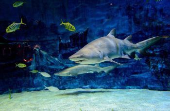 水族館哪里的比較好玩（上海海洋水族館）