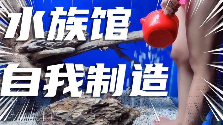 怎么做水族館（如何建立一個美觀實用的水族館）