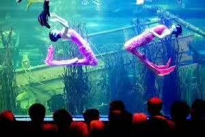 水族館主營業(yè)務(wù)有哪些（水族館主營業(yè)務(wù)） 水族館百科（水族館加盟） 第4張