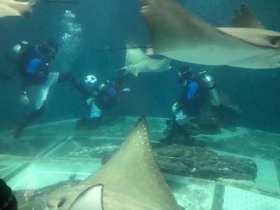 水族館都有哪些魚（水族館中常見的魚類）