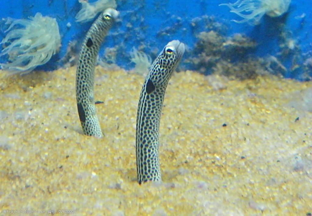 水族館里100種動(dòng)物名稱（水族館100種不同種類的動(dòng)物名稱及其特征） 水族館百科（水族館加盟） 第3張