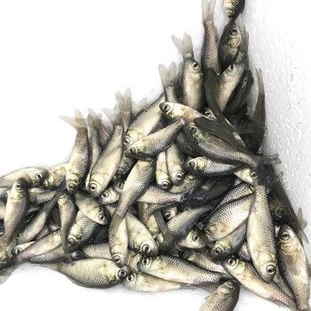 龍魚魚苗吃什么飼料好（龍魚魚苗吃什么飼料好龍魚魚苗投喂頻率指南）